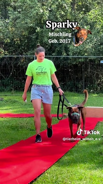 ❤️Hundeschau beim Sommerfest 13 wunderbare Hunde – jeder mit seiner eigenen Geschichte, jeder mit der Hoffnung auf ein liebevolles Zuhause. ✨ Unsere Ehrenamtlichen stellen sie euch voller Stolz vor. Vielleicht wartet genau hier dein neuer bester Freund auf dich. 🏡🐶 Welcher Auftritt gefällt dir besonders? 🤍 #tierheimwittenwetterherdecke #tierheimwitten #tierheim #tierschutz #tieresucheneinzuhause