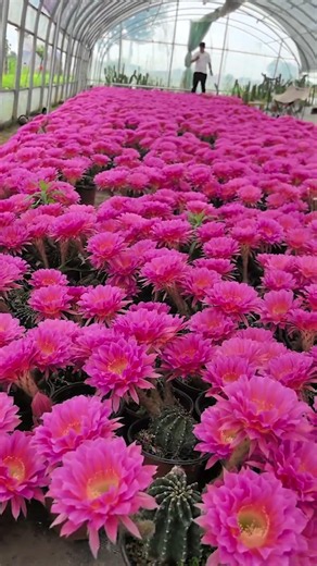 Breathtaking Cactus Flower Blooming! 🌸✨