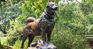 World's biggest study reveals mammal evolution, and one very famous dog