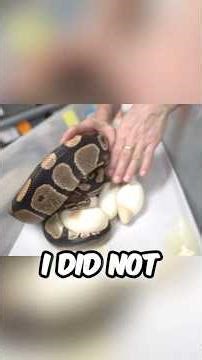 FIRST Ball Python Eggs of The YEAR!! 🐍🥚😱