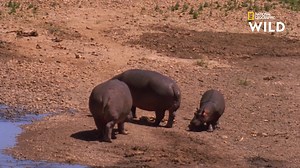 156K views · 7.3K reactions | Quand arrive la saison des amours, les hippopotames se reproduisent de la seule manière qu'ils connaissent : avec agressivité. | Nat Geo Wild France | Facebook