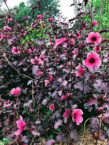 90K views · 1.9K reactions | Growing Tips 101: The Cranberry Hibiscus | The Weeds and Seeds Guy | Facebook