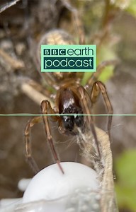 Arachnaphobes, cover your ears 🙉 In the new series of the BBC Earth Podcast, our resident spider scientist Sebastian and conservationist scientist Rutendo use an ingenious trick to search for spiders, to show the wonders of wildlife can be right on your doorstep. Listen to the full episode ‘Safari’ wherever you get your podcasts, or find it here: https://www.bbcearth.com/podcast | BBC Earth