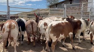 13K views · 57 reactions | Bft Borane on Reels | Facebook