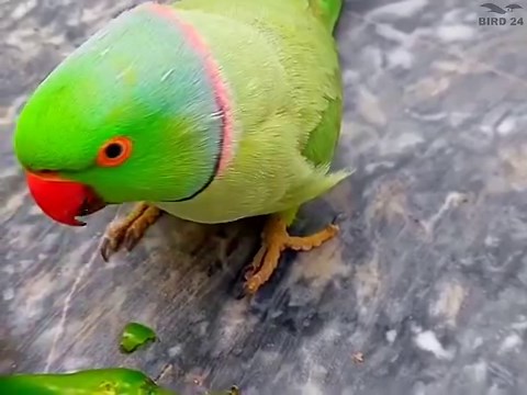 40K views · 3.7K reactions | A Cute Parrot Talking Video  parrot #ringneckparrot #parrotvideo #parrottalking #talkingparrot #indianringneckparrot #parrotvoice #parrottame #dancingparrot #BIRD24 | BIRD 24 | Facebook