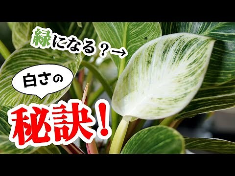もう悩まないで！あの観葉植物を白くする方法♪【フィロデンドロン・バーキン】