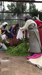 23K views · 58 reactions | Then, the Tea pluckers take the freshly plucked leaves to be weighed for loading onto truck to be transported back to factory for processing. ❉ ❉ ❉ ❉ ❉ ❉ ❉ ❉ ❉ ❉ ❉ ❉ | T BAR TEA | Facebook