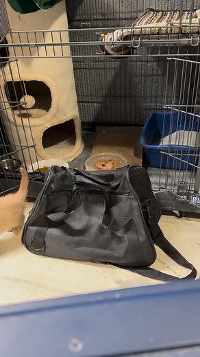 6.9K views · 541 reactions | Poor guy He is def older and will need dental work. Watch till the end for my professional gender assessment  How to Donate:  Text “Vet Bills” to 44-321 (Apple & Google Pay)  Venmo – @puppykittynycity (Business Account)  PayPal – info@puppykittynyc.org  www.puppykittynyc.org/donate  Comment “DAF” to donate via your Donor Advised Fund! #puppykittynycity #savealife #catsofinstagram #catcrisisnyc | Puppykittynycity | Facebook