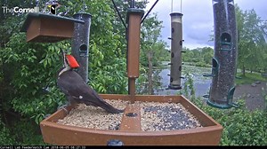 6.9K views · 412 reactions | After an adult European Starling struggles to supplement a begging juvenile from the upside down suet feeder, a male Pileated Woodpecker arrives and uses its superior size to forage with ease. Another example of why size matters at the feeders! See it LIVE  AllAboutBirds.org/CornellFeeders | Bird Cams | Facebook