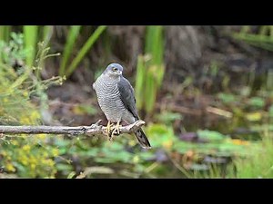 Sparrow hawk