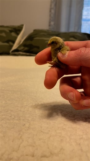 Bernard Henry | l’ve hatched tons of buttons over the years, but Jet has a special place in my heart 💙 He’s been attached to me since the moment he hatched... | Instagram