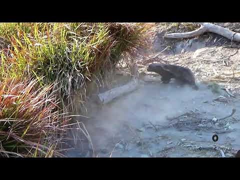 Honey Badger vs Crocodile, who will win?