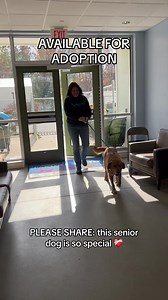 60K views · 2.7K reactions | PLEASE SHARE! Adopt Dash  this gentle...