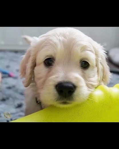 🐾📸 Capturing the playful spirit of our Golden Hour litter! These beautiful miniature retriever