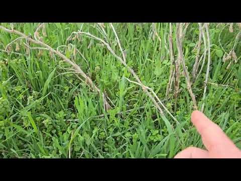 Main Food Plot Update Spring 2026