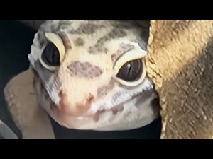 Leopard Gecko Shedding