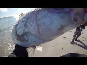 Surf Casting From Sun Up to Sun Down!