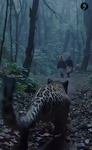 100 ലേറെ പേരെ തിന്ന രുദ്രപ്രയാകിലെ നരഭോജി കടുവ 😳😳