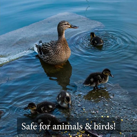 Hydra Liquid Pond Dye Black & Blue for Ponds, Lakes, Fountains and Water Features