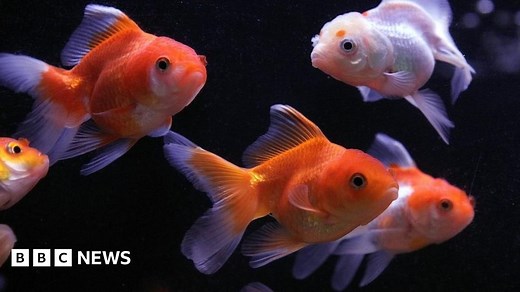 Oxford University: Goldfish do have good memories, scientists find