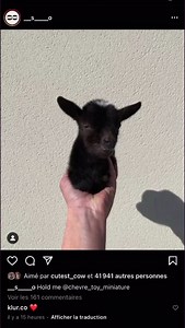 2.3K views · 34 reactions | Elevage de chèvre TOY miniature aux YEUX BLEUS on Reels | Facebook