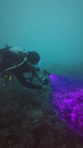 3.3K views | Meet the D710V MK2 upgraded version – your all-in-one underwater lighting solution! ✨ White – 2300-lumen illumination for vibrant colors  Red – Disturbance-free shooting for marine life  UV – Unleash the magic of biofluorescence  Click to order now! https://www.orcatorchstore.com | Orcatorch | Facebook