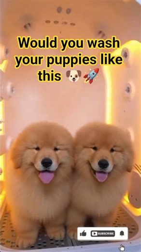 Futuristic Puppy Washing Machine 🤯🐶 #shorts