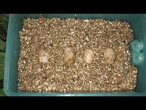 Eastern Box Turtle EGGS!
