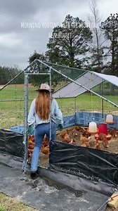 Let’s gooooooo!!! Moveable hen house style❤️ #chickentractor#farmlife#levis#hens#egglayers | Sarah Lynn