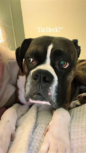 Sometimes you just have to give them a taste of their own medicine. Elvis was not amused. #d#dogsoftiktokb#boxersoftiktokb#boxerd#dogf#funny