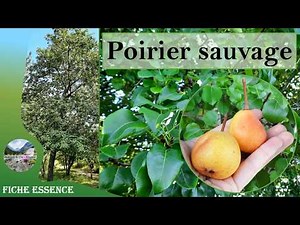 Le poirier sauvage (Pyrus pyraster) : reconnaître cet arbre nourricier de nos bois et forêts 🌳🍐