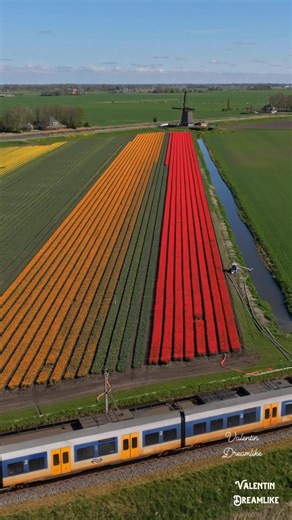Dutch fact: In the Netherlands, trains pass through tulip fields, so in spring, even an ordinary commute can feel like a colorful live show. #netherlands #tulip #train #travel #fun #nature | Valentin Williams