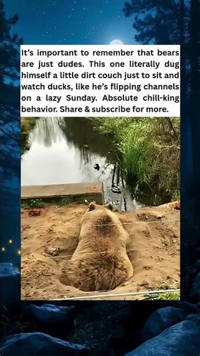This Bear Digs Couch To Watch Ducks