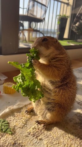 Poppy the Prairie Dog Knows the Importance of Eating Greens