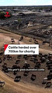 Great Australian Cattle Drive brings much needed food to FareShare. Over 1600 head of cattle were herded more than 700km to help communities affected by recent climate disasters. #cattle #cattledrive #farmers #farming #fareshare #7NEWS | 7NEWS Australia