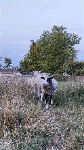 5.1K views · 406 reactions | Small scale sheep stampede to the barn...