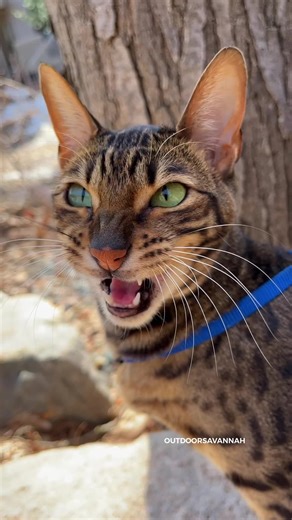 Raja and David | YT,FB,IG,Snap on TikTok