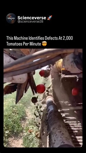 ꜱᴄɪᴇɴᴄᴇᴠᴇʀꜱᴇ🚀 on Instagram: "Based on optical sorting technology used in modern agriculture, specifically in processing tomato harvesting, machines are capable of scanning 2,000 to thousands of tomatoes per minute. Key details about this technology: Method: These machines use high-speed cameras, sensors, and computer vision to analyze color, size, and surface defects. Mechanism: When defects (unripe, damaged, or foreign debris) are detected, high-pressure air jets or robotic arms instantly ejec