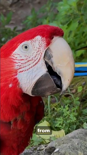 The Scarlet Macaw: The National Symbol of Honduras | 4K Wildlife