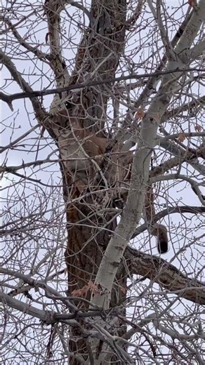 COUGAR TREED BY DOGS! #cougar #twoleggedorfourlegged #houndhunt #houndsmen #dogs #lions #puma #cat