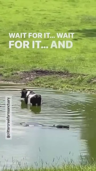We just love him so much 💙💜💚⁠ ⁠ “Is it an alligator? Is it a submarine? Is it the Loch Ness monster? Nope—it’s Seymour, the water buffalo.⁠ ⁠ A lot of our moopeople enjoy going for a swim. However, none swims quite the same way as Seymour, who enjoys submerging himself completely.⁠ ⁠ Why does he do this? Good question. Maybe it helps cool him off. Maybe it gets the flies off his head. Or maybe... he just likes it.⁠ ⁠ When you’re a 3,000-lb water buffalo, no one is going to tell you that you’r