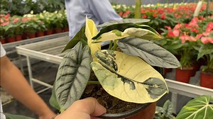 71K views · 4.2K reactions | Amazing natural mutation of plants grown by Agrikultura 殺 | Jo Ann Plastina | Facebook