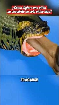 How can a python dissolve an entire crocodile?