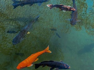 Will Vinegar Kill Algae In A Fish Tank: Step By Step Guide