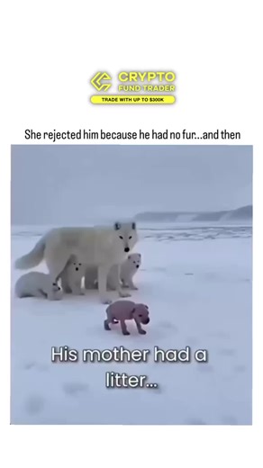 Multiverse ™🇺🇸 on Instagram: "This viral video, posted by content creator Gabriele Corno with over 330,000 followers, depicts an Al-generated story of a hairless Arctic wolf pup rejected by its mother, rescued by a human, and raised into a majestic adult wolf, amassing 2.2 million views in a day through emotional narration and progression shots.Replies overwhelmingly identify it as fabricated, citing inconsistencies like unnatural pup size shifts, wolves birthing in dens rather than exposed sn