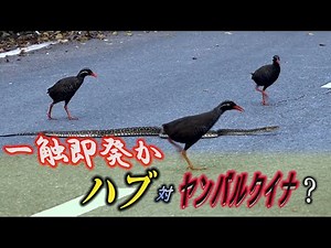 一触即発か？ ハブとヤンバルクイナ やんばるの自然 沖縄