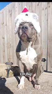 3.9K views · 193 reactions | Sprocket loves his kitty #dogreels #catreels #SprocketsWorld #fyp #pitbulllife #dog #snowday #sprocket #pitbull #tuxedo #cat | Sprocket's World | Facebook