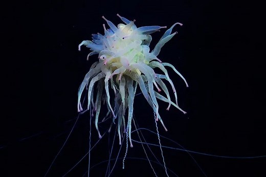 Astonishing underwater video shows mysterious ‘flying spaghetti monster’