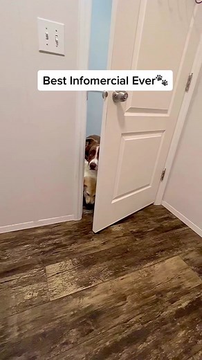 Best Infomercial on Owning Dogs