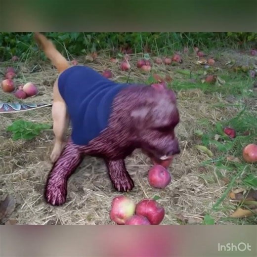 DOG WITH APPLE AMAZING APPLE DOG CORE #appledog #dogmemes #ai #memes #aicompetition #minimaxai
